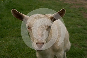 Small goat watching to the camera