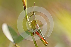 Small Gold Grasshopper (Euthystira brachyptera)
