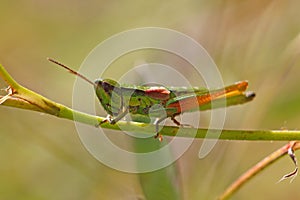 Small Gold Grasshopper (Euthystira brachyptera)