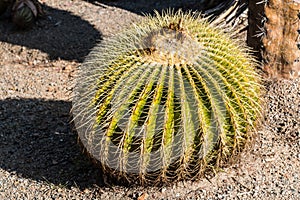 Small Golden Barrel Cactus with Shadow
