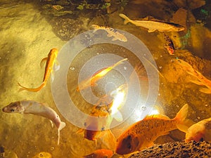 Small, golden fish swim on the sea floor. unusual exotic animals in the oceanarium. fish blow bubbles in the water