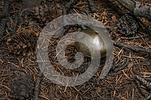 Small Golden Metallic Looking Mushroom on Mountain Forest Floor