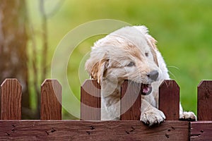 Small Golden Retriever puppy climbs up and gnawing a yard fence