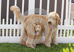 Small Goldendoodle Puppy Sitting Underneath Standing Larger Gold
