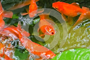 Small Goldfish In A Pond