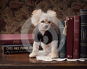 Small goofy dog in glasses on desk with books