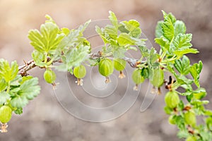 Small Gooseberries on a branch, growth and maturity of Ribes uva-crispa photo