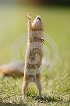 small gopher rodent raises its front hand. Against the background of green