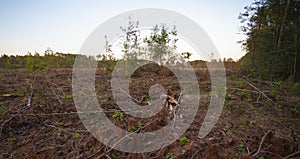 Small gorup of young trees after loggers have clear cut a huge area