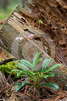 A small graceful forest flower umbellate wintergreen