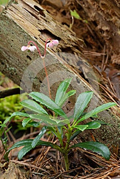 A small graceful forest flower umbellate wintergreen