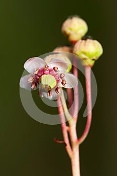 A small graceful forest flower umbellate wintergreen