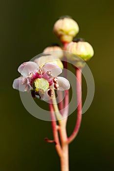 A small graceful forest flower umbellate wintergreen