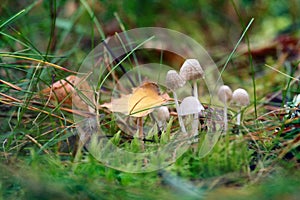 Small graceful mushrooms in the grass and yellow leaf of aspen