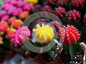 Small graft moon cactus, yellow pink and red color on each pot in plant nursery, Gymnocalycium mihanovichii, desert plant