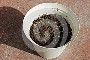 Small Grape Tomato Seedling Plants Growing Outside in One Pot