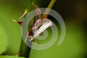 A small grass moth of the crambidae family