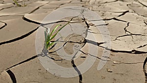 Small grass plant growing out of cracked dry earth