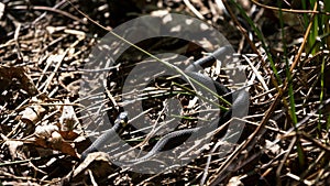 Small grass snake on the ground