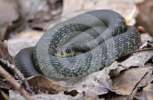 Small Grass snake lying ringed on forest leaves and litter floor while sticking his tongue out to gather scents