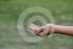 Small grasshopper close-up on the hand of the girl traveler. Wildlife exploration by a young naturalist.