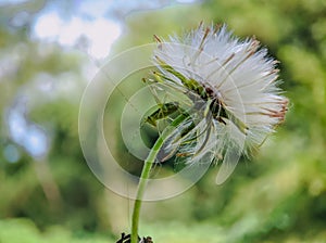 small grasshopper and flower