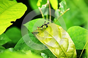 The small grasshopper is on a green leaf.