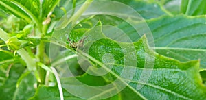 A small grasshopper on the green leaf