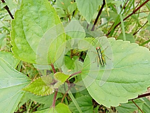 a small grasshopper on a green leaf