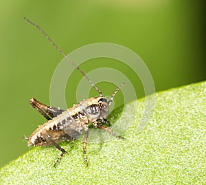 Small grasshopper on a green leaf. close-up