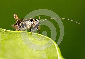 Small grasshopper on a green leaf. close-up