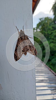 The small grasshopper perched on the wall has a black mixed with brown pattern