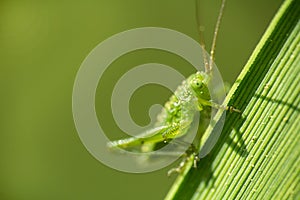 Small grasshopper sit on stem of grass, macro photo