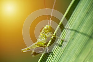 Small grasshopper sit on stem of grass, macro photo with yellow