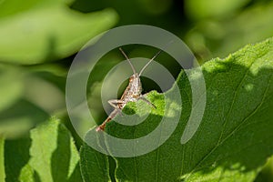 A small grasshopper sits on a green leaf. Macro