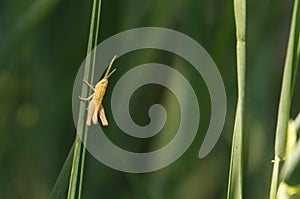 A small grasshopper sits on a thin stem