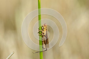 Small grasshoppers on the rice plant