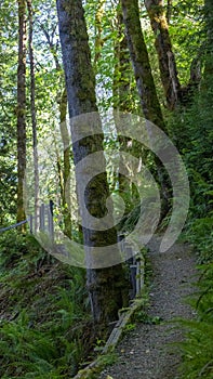 small gravel path leading through deep dark forest