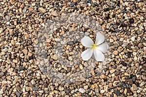 Small gravels with white flower