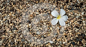 Small gravels with white flower