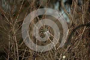 Tiny snow bird set upon an Autumn looking scene