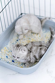 Small gray British cats peeing into gray triangular plastic litter box