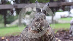 Small gray bunny rabbit in the garden twirls a piece of fresh green hay with mouth looking very cute