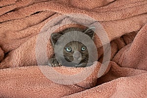 Small gray cat in a blanket yawns. Long tongue