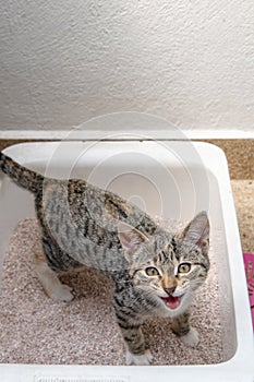 Small gray cat looking at camera urinating or defecating in a litter box
