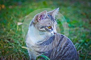 Small gray cat very sweet and shy