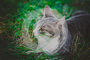 Small gray cat very sweet and shy