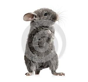 Small gray chinchilla in front of white background