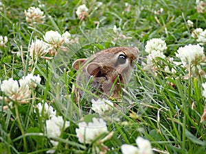 Small gray-collared chipmunk (Neotamias cinereicollis) in a field of bright blooming flowers photo