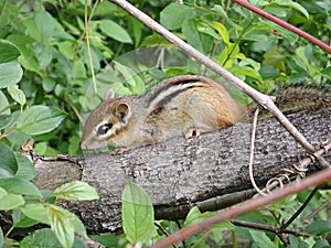 Small gray-collared chipmunk (Neotamias cinereicollis) perched on a tree log photo